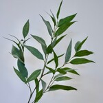 EUCALYPTUS | GREEN | 93 CM