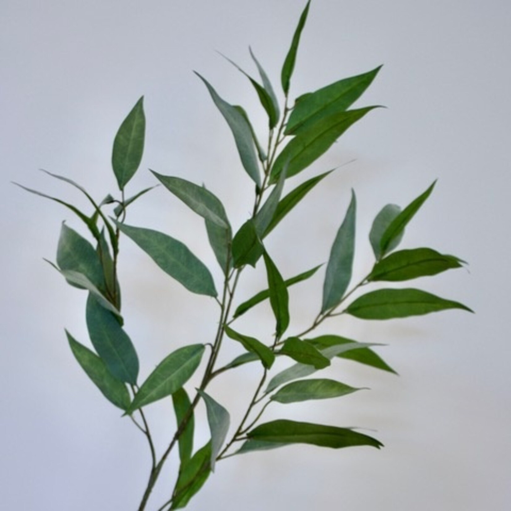 EUCALYPTUS CITRIODORA | GREEN | 93 CM