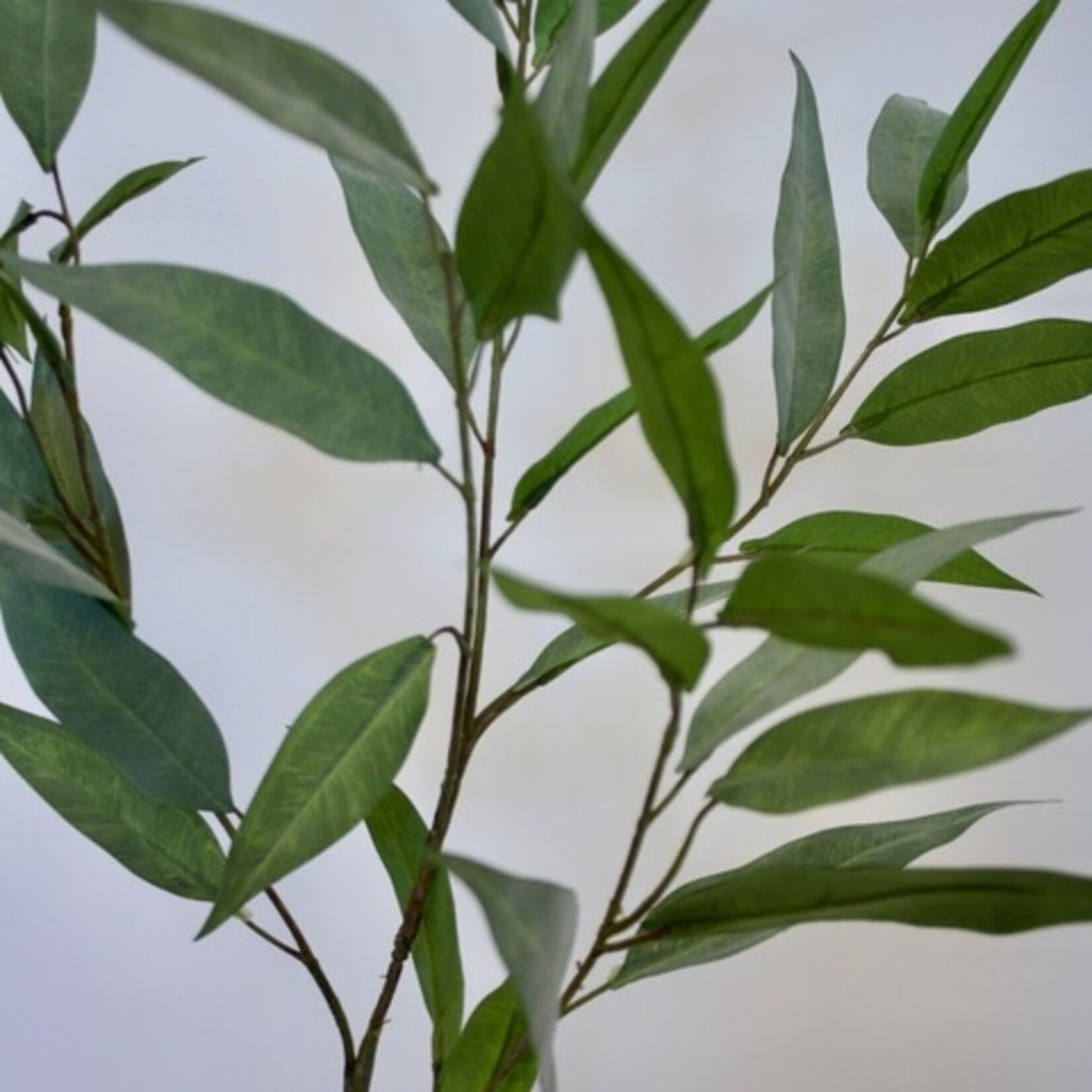 EUCALYPTUS CITRIODORA | GREEN | 93 CM