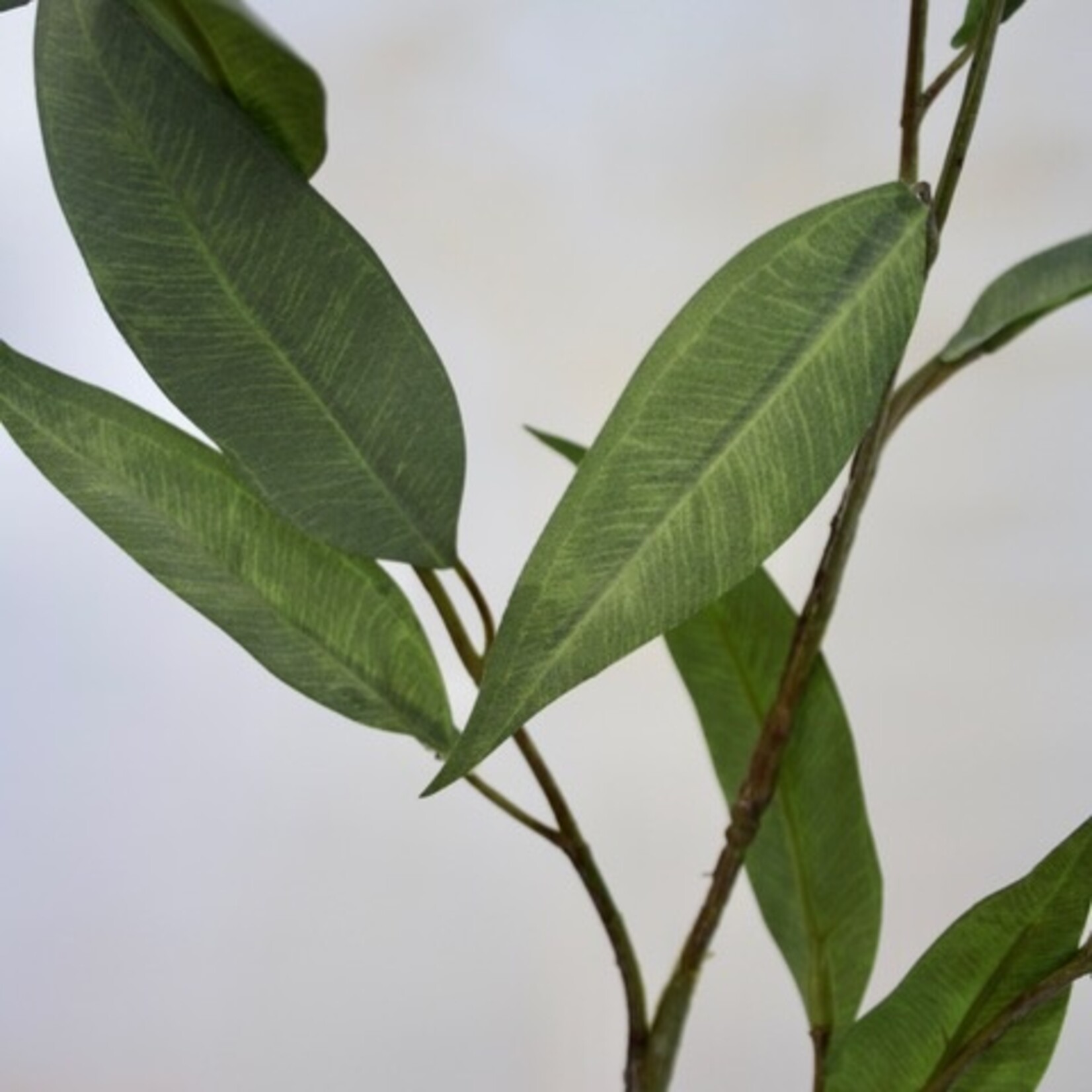 EUCALYPTUS CITRIODORA | GREEN | 93 CM