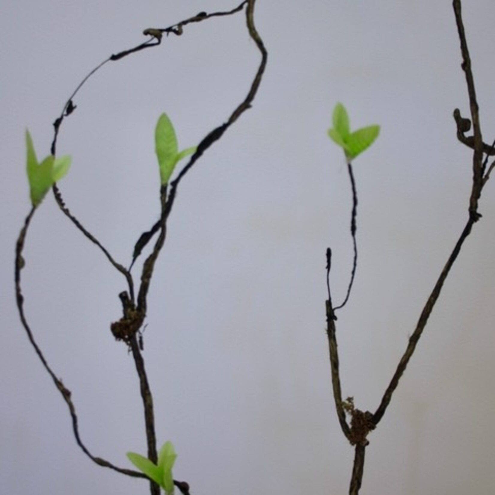 CULRY BRANCH WITH LEAVES | GREEN | 90 CM
