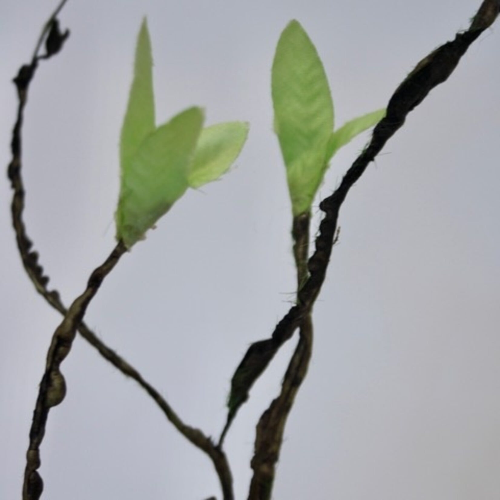 CULRY BRANCH WITH LEAVES | GREEN | 90 CM