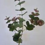 EUCALYPTUS | GROEN ROZE | 90 CM