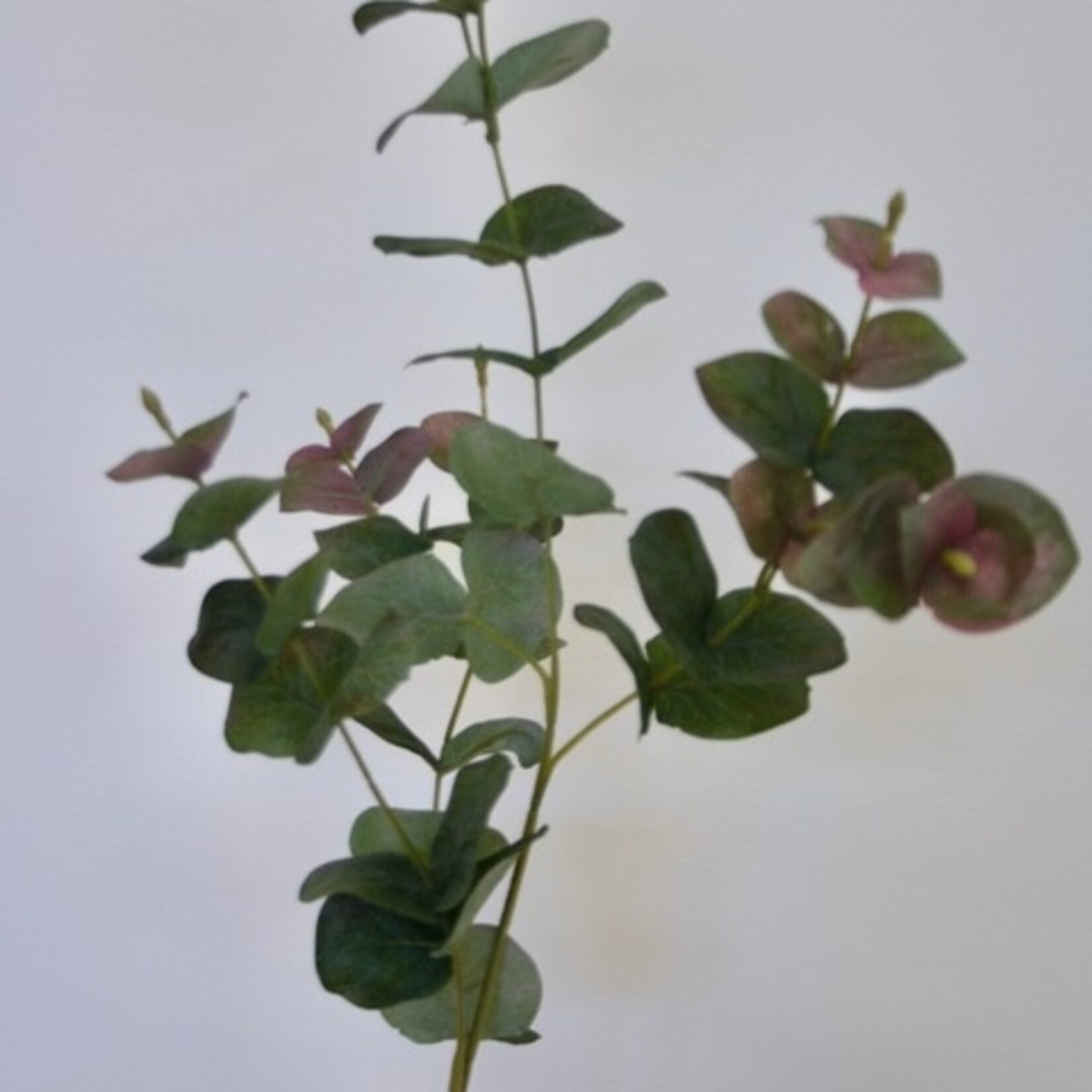 EUCALYPTUS  AZURA | GREEN PINK | 90 CM