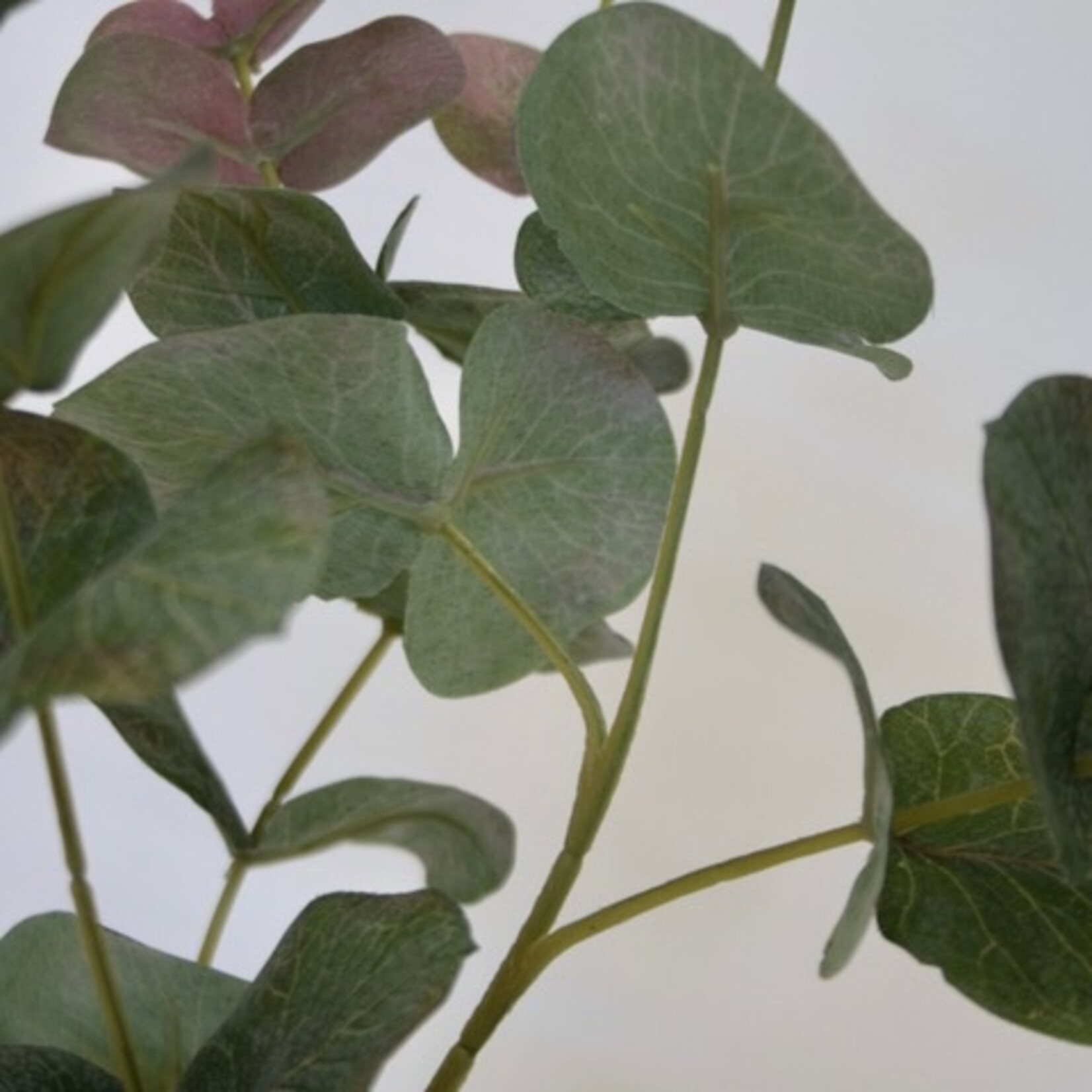 EUCALYPTUS AZURA | GROEN ROZE | 90 CM