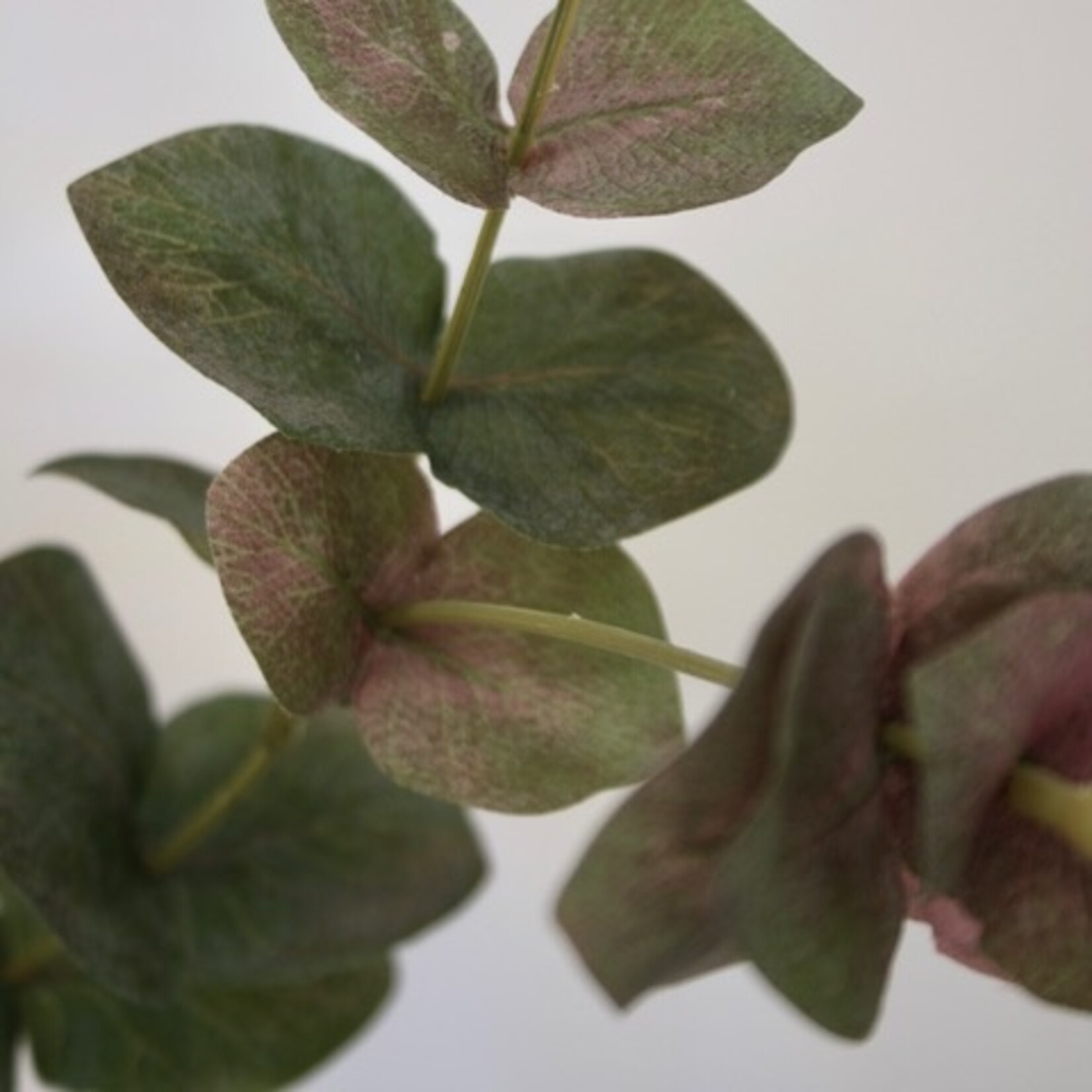 EUCALYPTUS  AZURA | GREEN PINK | 90 CM