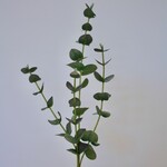 EUCALYPTUS | GROEN | 60 CM