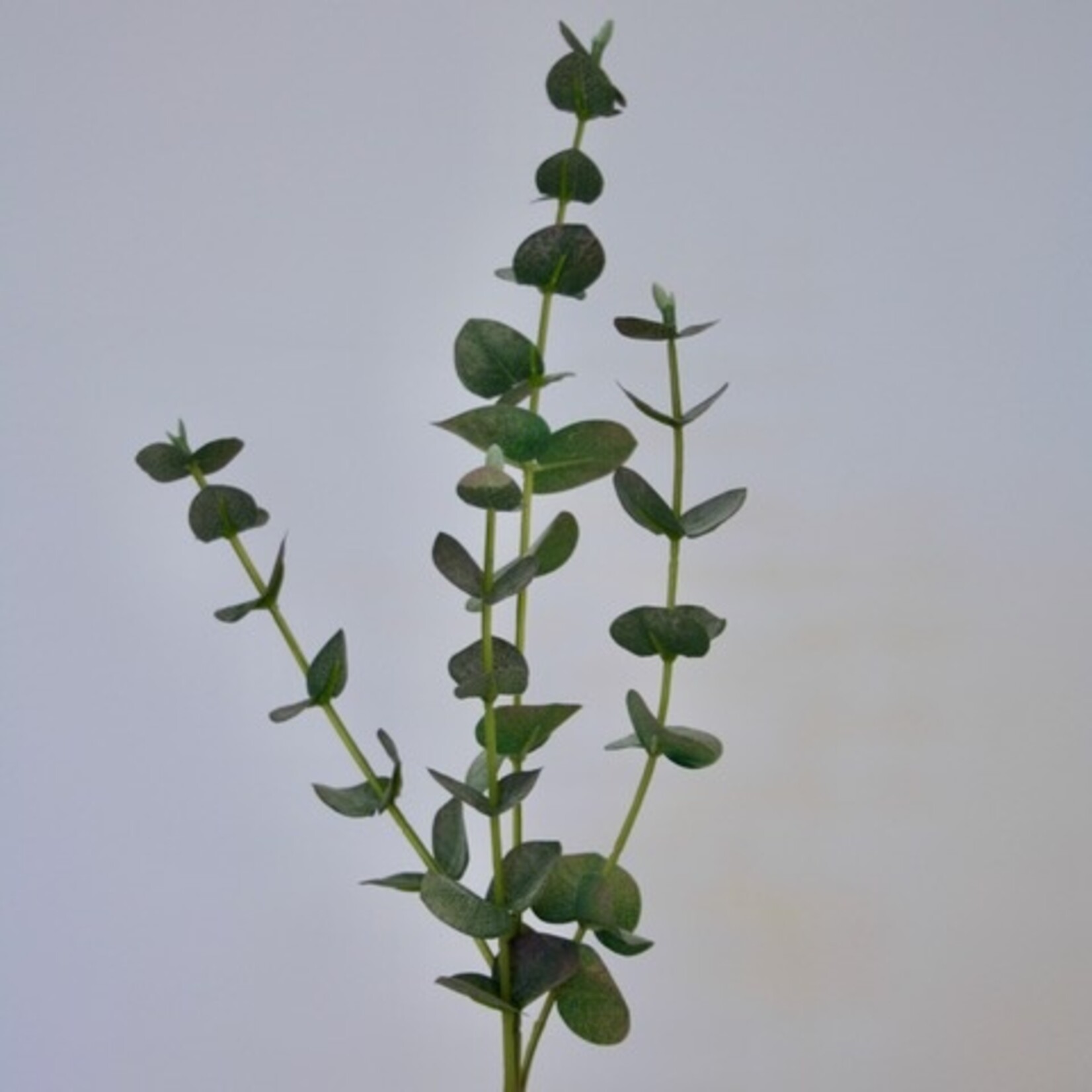 EUCALYPTUS | GROEN | 60 CM