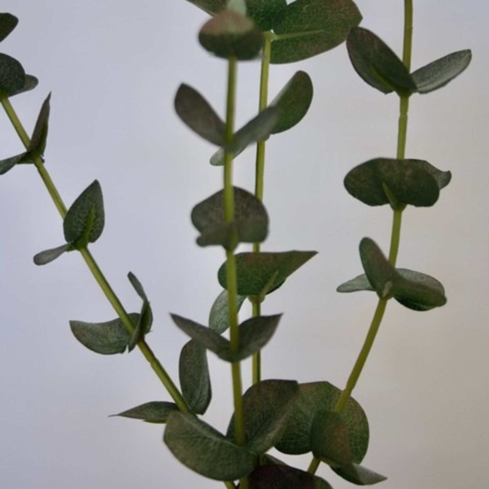 EUCALYPTUS | GREEN | 60 CM