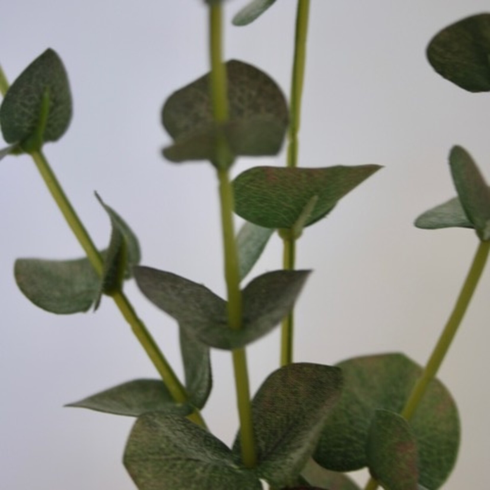EUCALYPTUS | GREEN | 60 CM