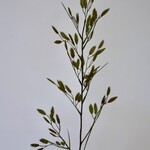 PLAT AARGRAS | GROEN | 98 CM