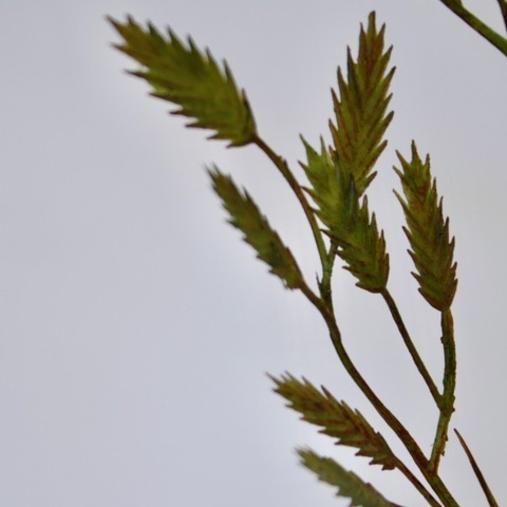PLAT AARGRAS | GROEN | 98 CM