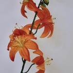 LILY | ORANGE | 64 CM