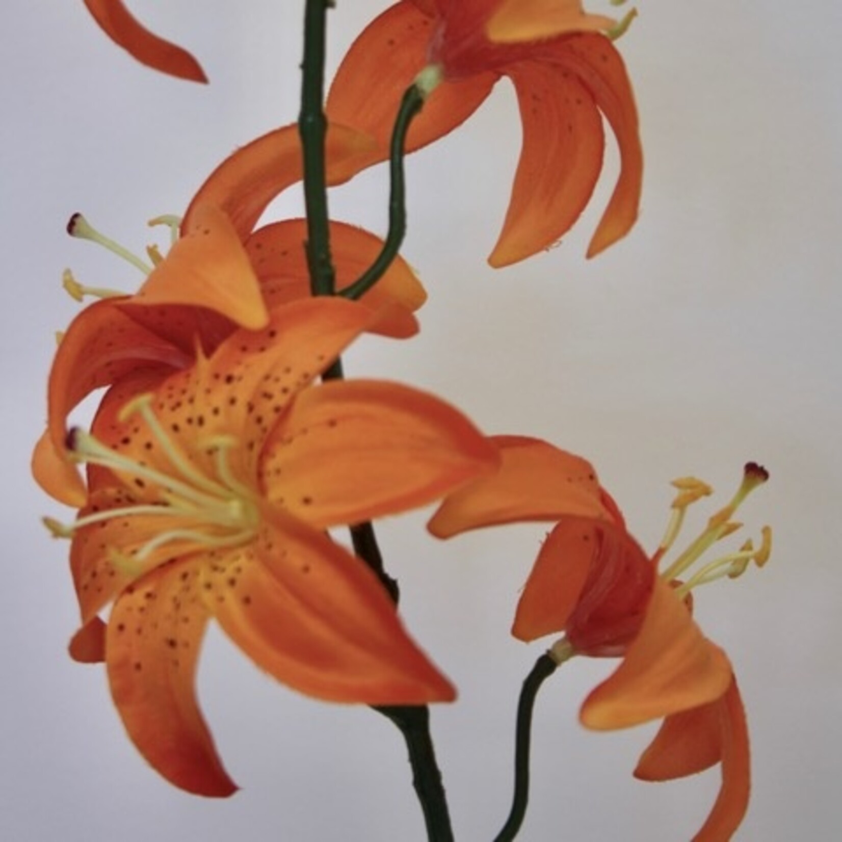 TURKISH LILY| ORANGE | 64 CM