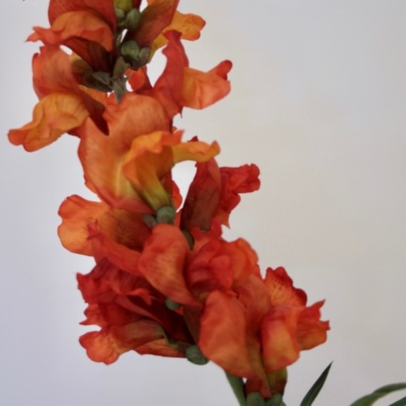 SNAPDRAGON | ORANGE | 93 CM