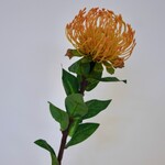 PROTEA | GEEL | 72 CM