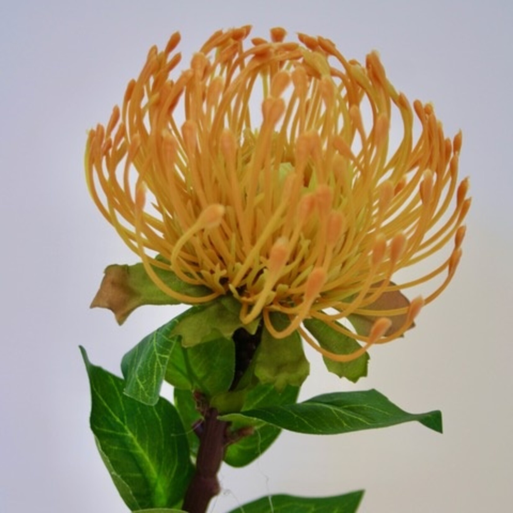 PROTEA | YELLOW | 72 CM