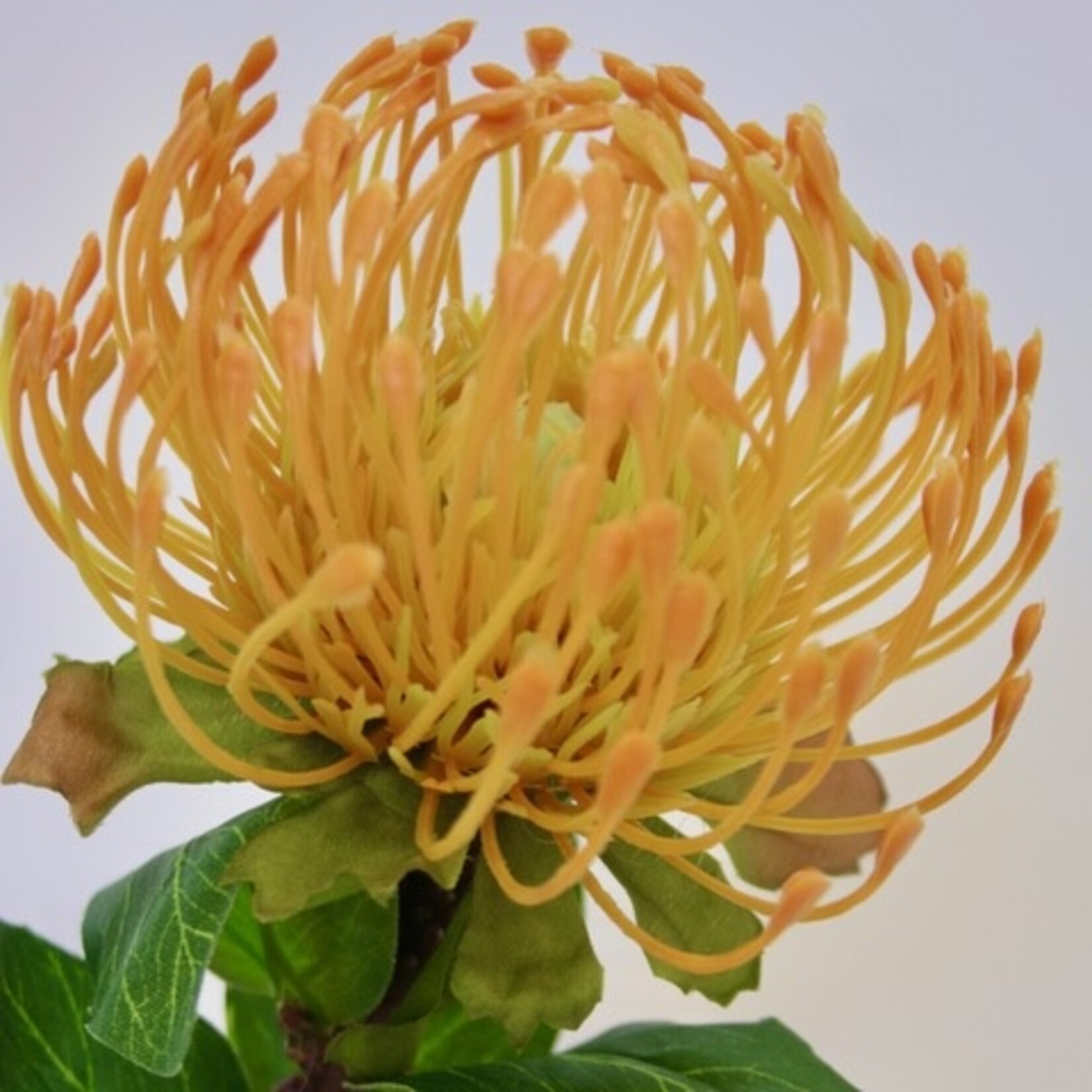 PROTEA | YELLOW | 72 CM