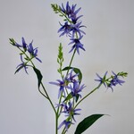 LELIE | BLAUW | 101 CM