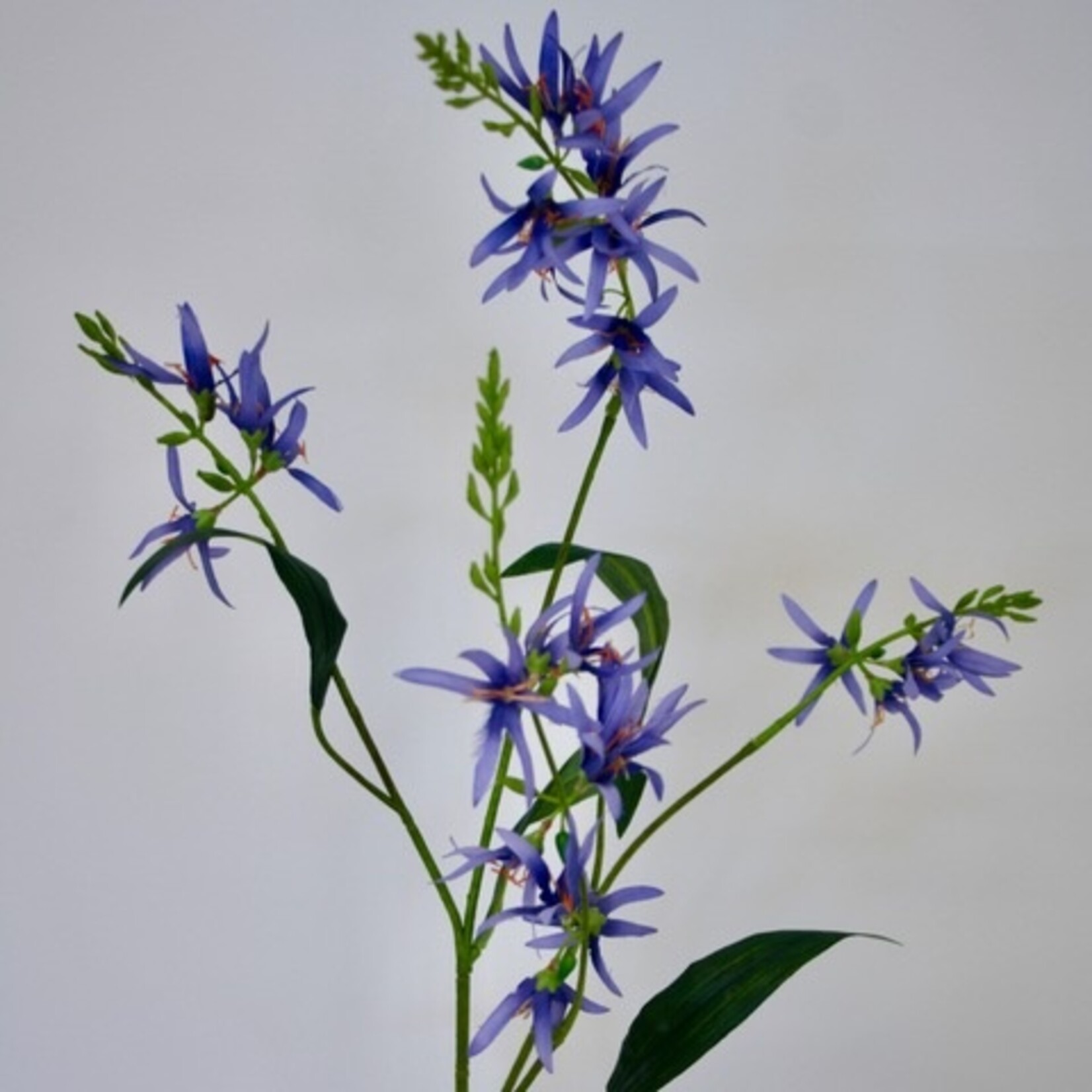 PRAIRE LILY | BLUE | 101 CM