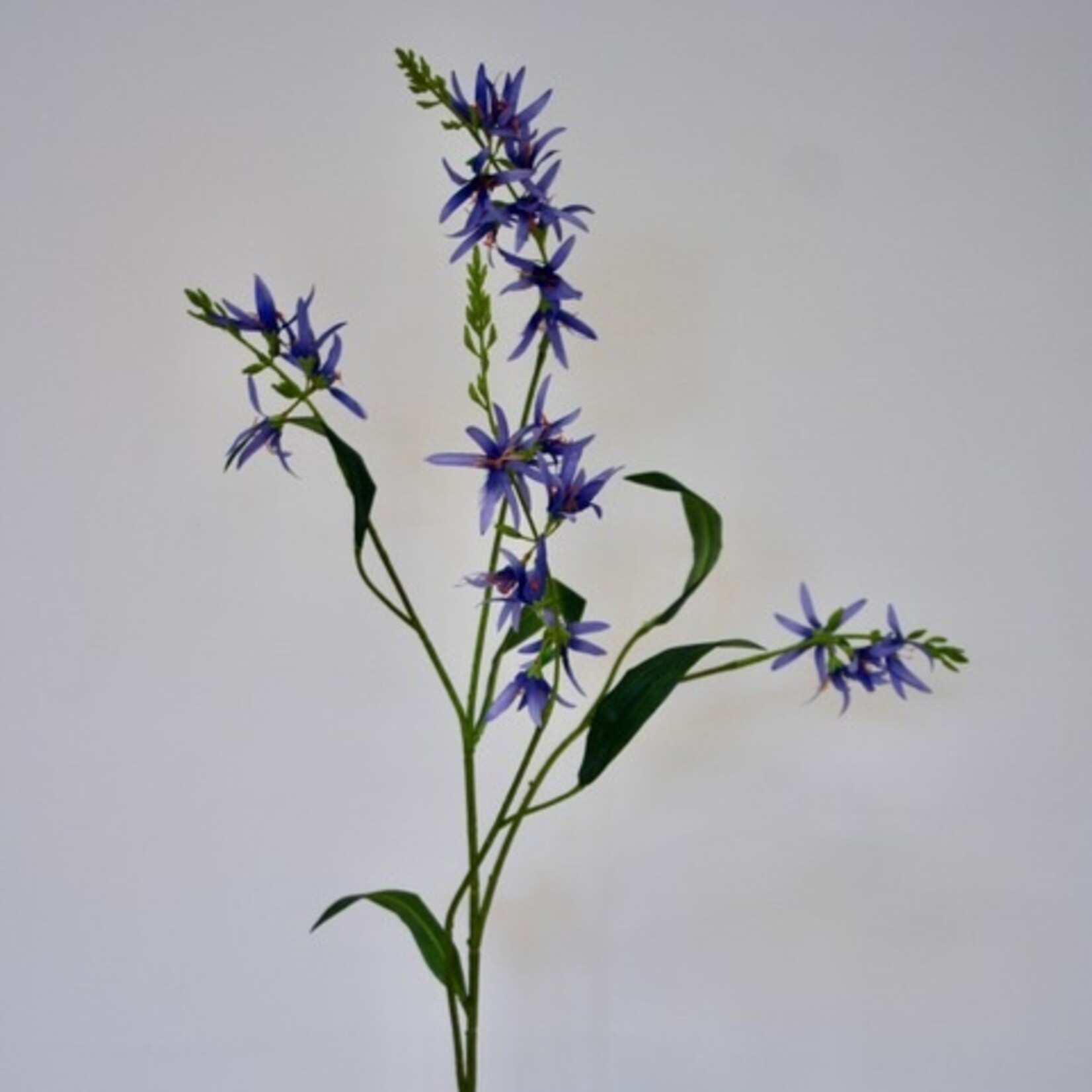 PRAIRE LILY | BLUE | 101 CM