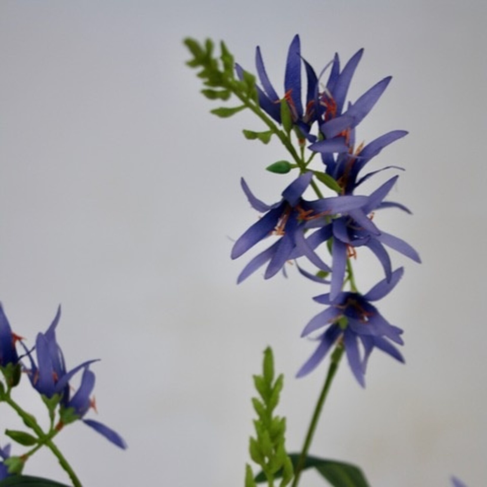 PRAIRIE LELIE | BLAUW | 101 CM