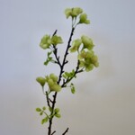 BLOSSOM SHORT | GREEN | 45 CM