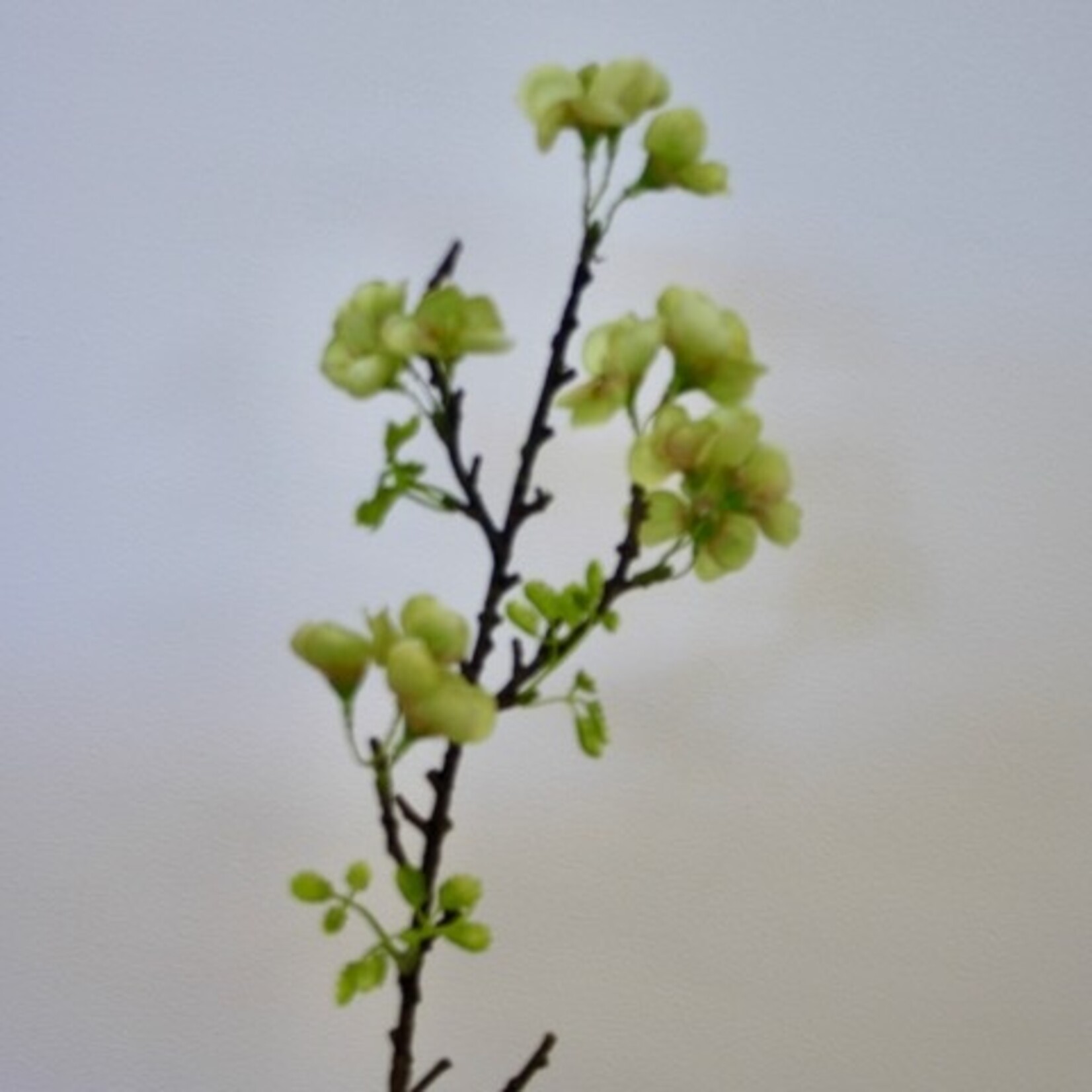 BLOESEM KORT | GROEN | 45 CM