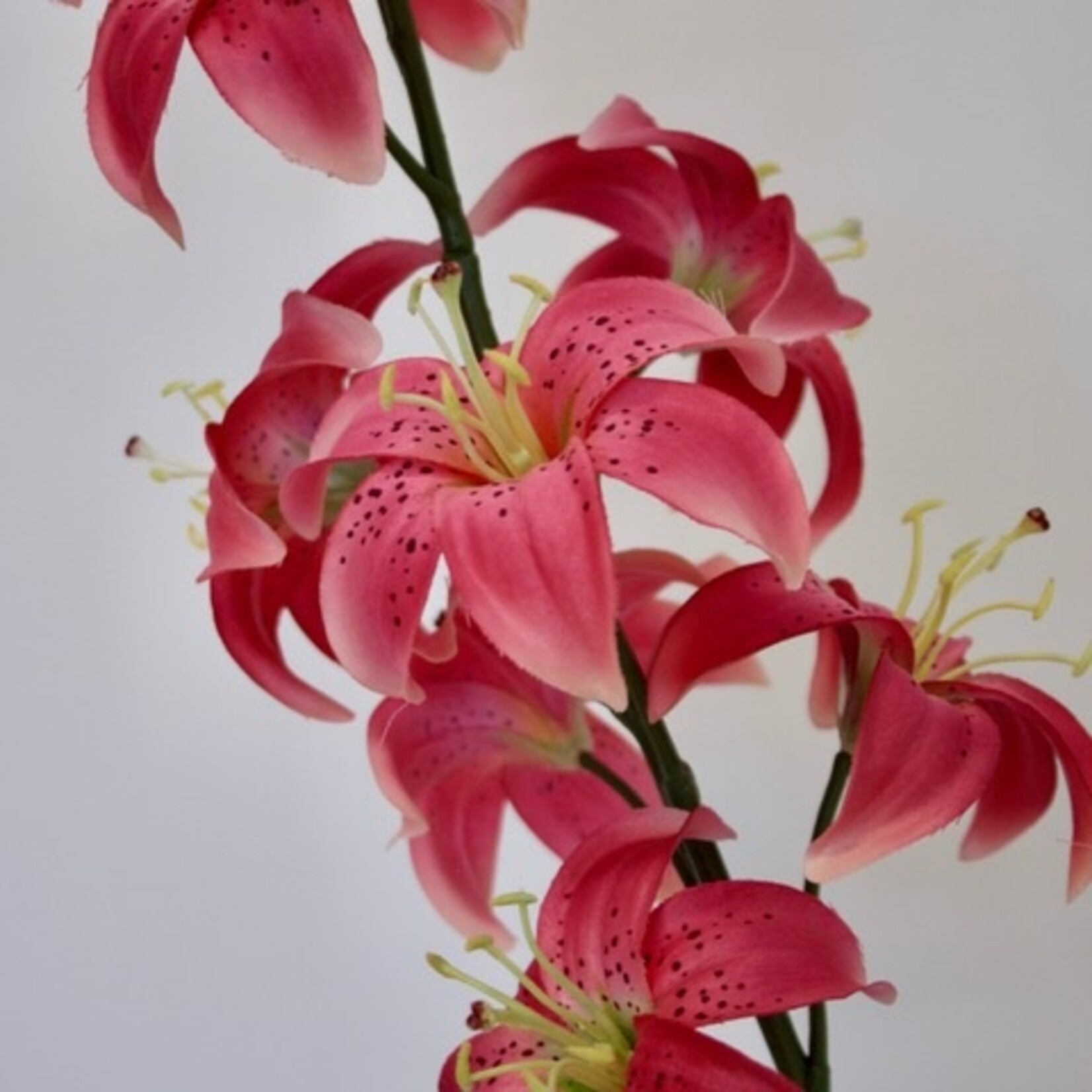 TURKSE LELIE | FUCHSIA | 98 CM