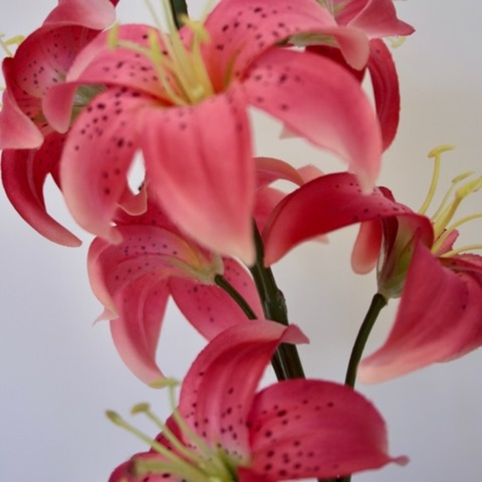 TURKSE LELIE | FUCHSIA | 98 CM