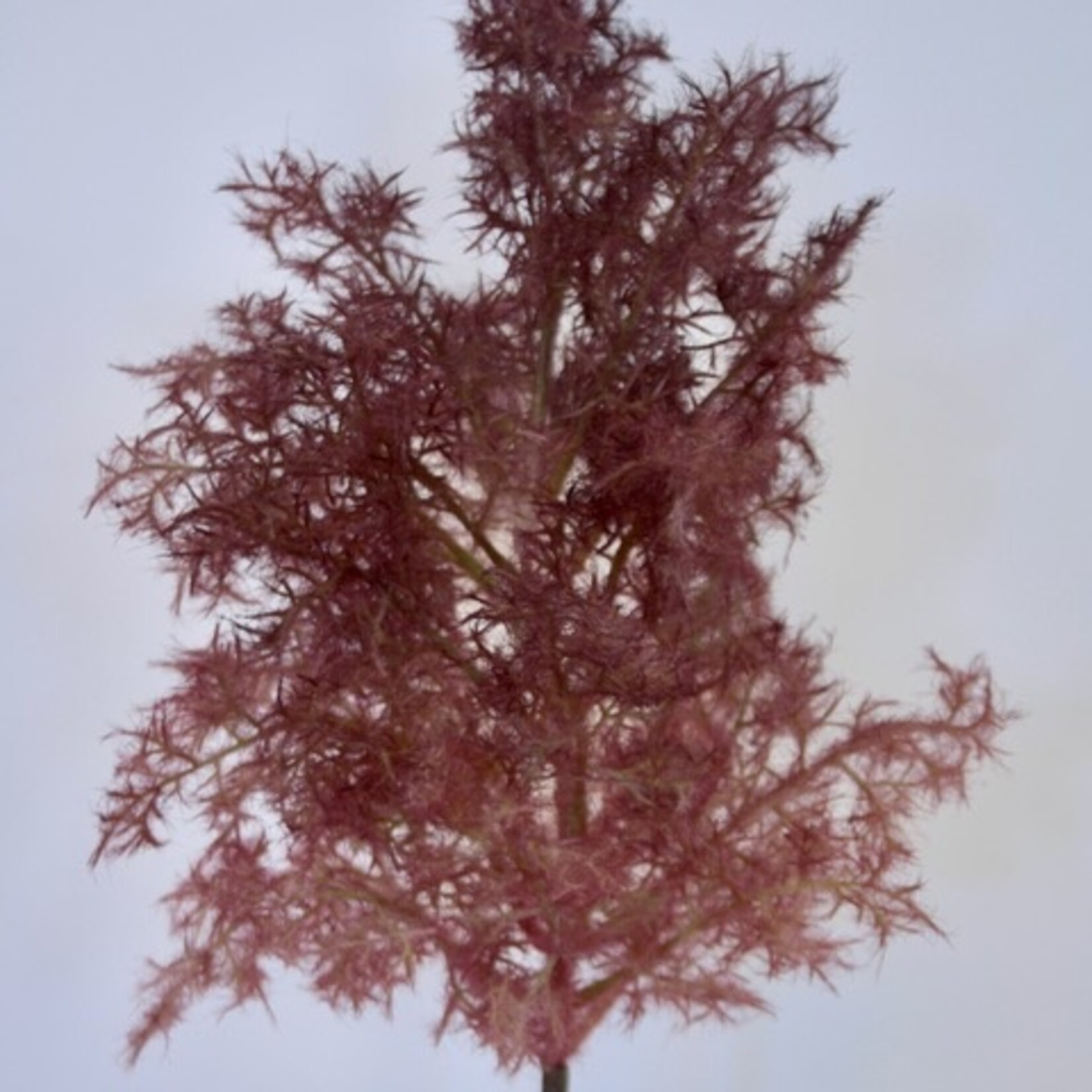 COTINUS | BORDEAUX PINK | 90 CM