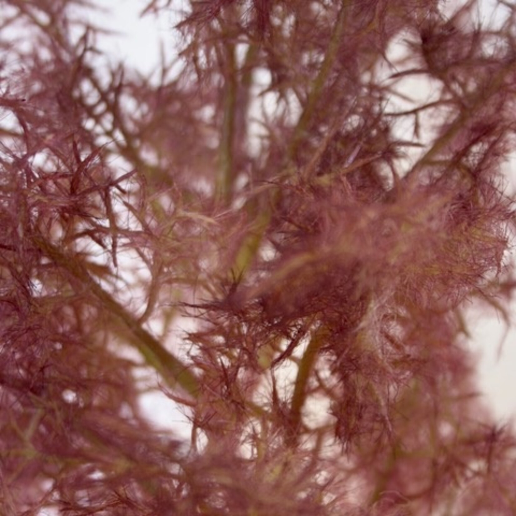 COTINUS | BORDEAUX PINK | 90 CM