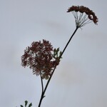 DAUCUS CAROTA | BURGUNDY | 100 CM