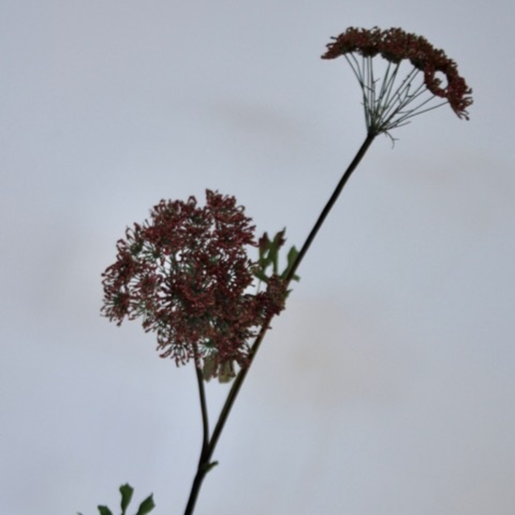 DAUCUS CAROTA | BURGUNDY | 100 CM