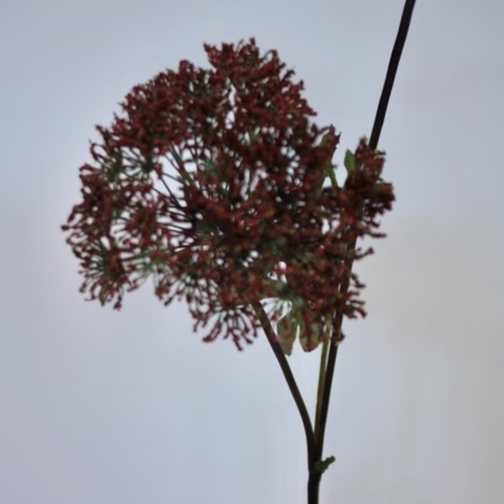 WILDE PEEN | BORDEAUX | 100 CM