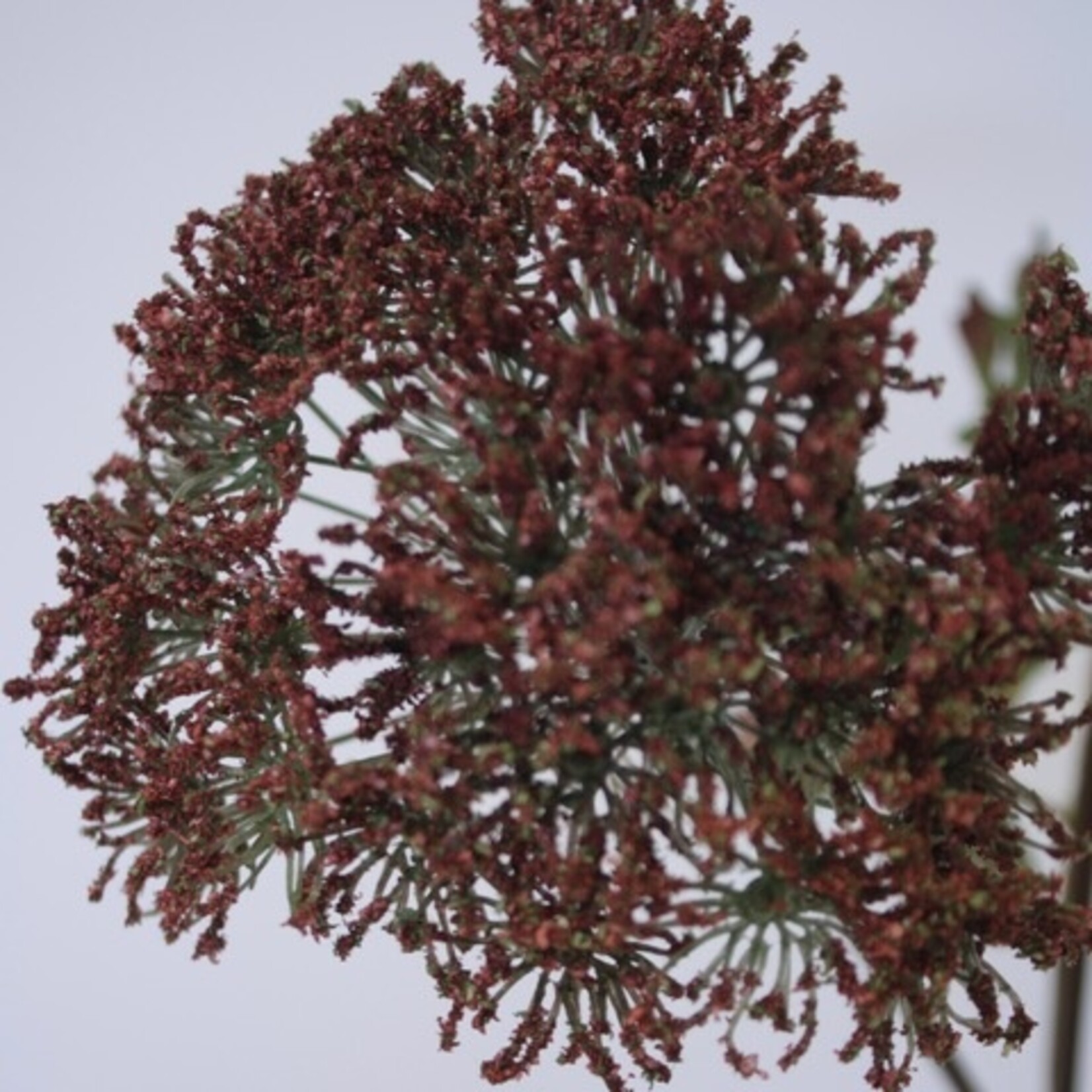 DAUCUS CAROTA | BURGUNDY | 100 CM