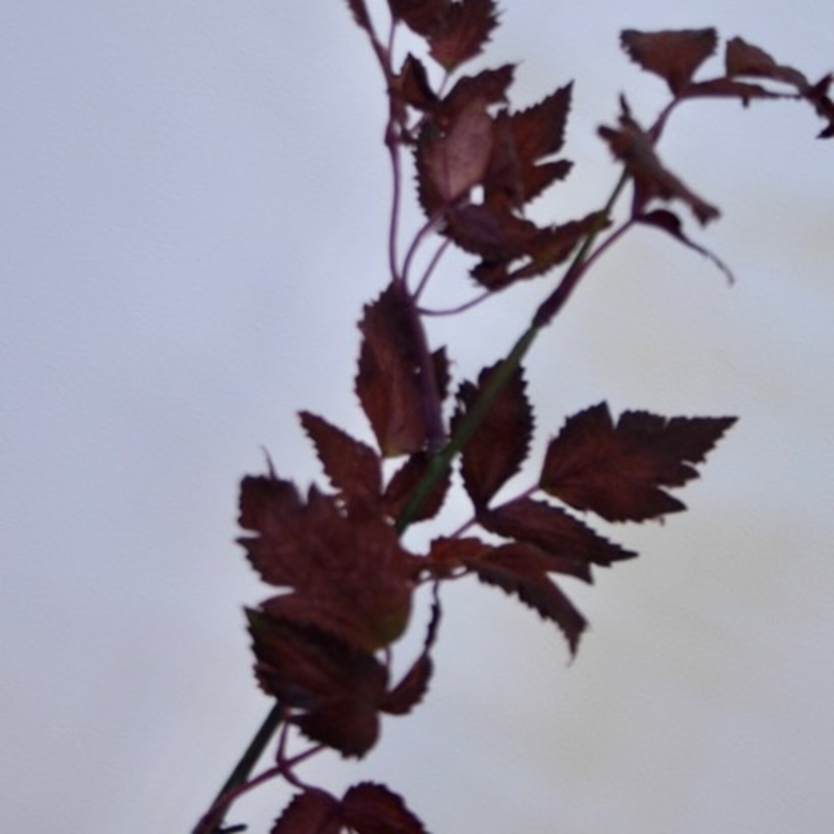 CHRISTOFFELKRUID  | BORDEAUX | 52 CM