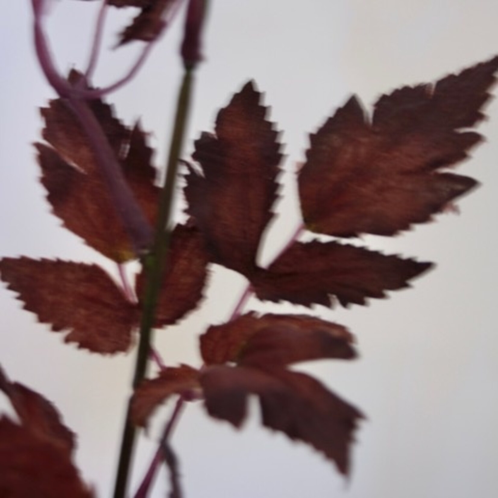 ACTAEA RUBRA | BURGUNDY| 52 CM