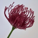 PROTEA | FUCHSIA | 58 CM