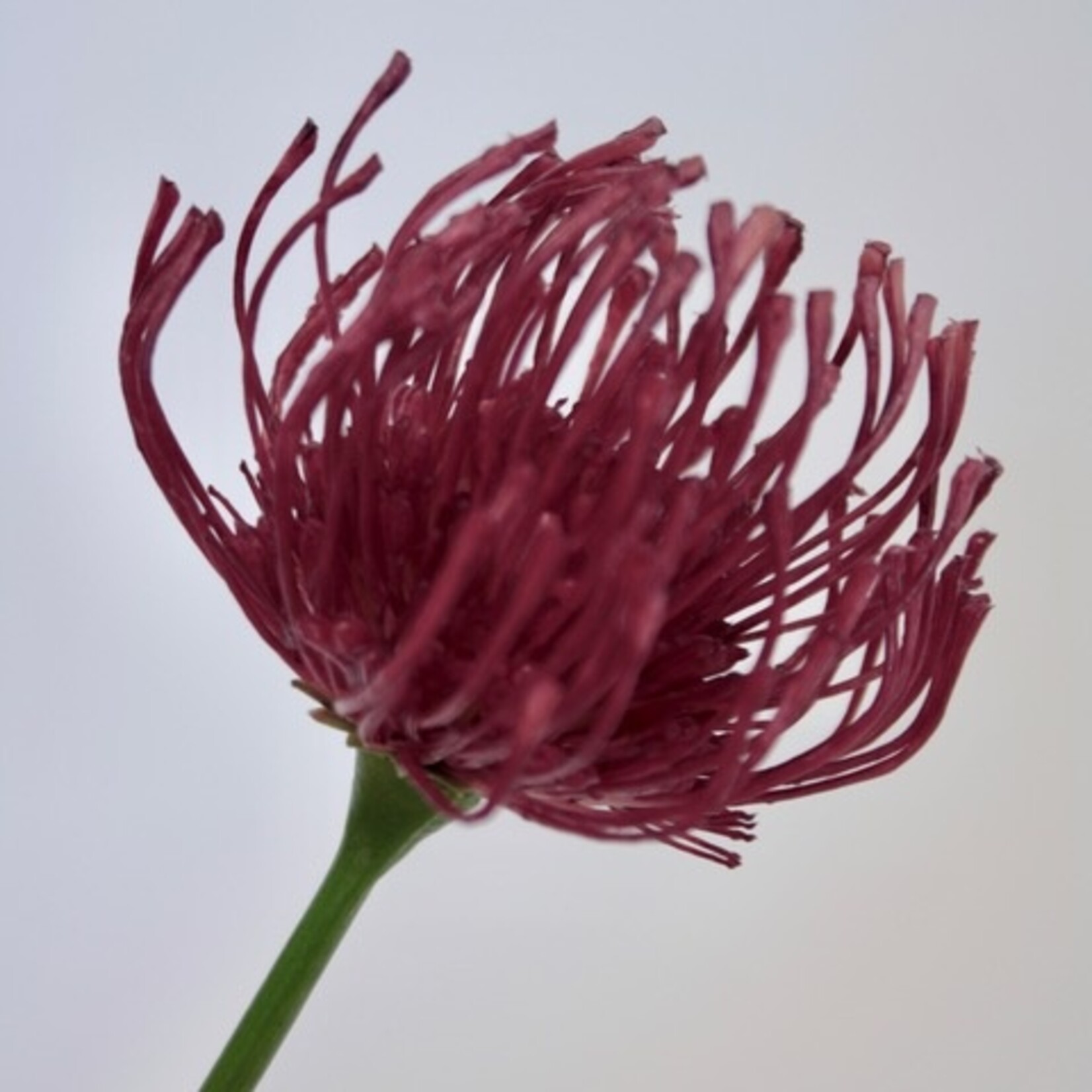 PROTEA CERES | FUCHSIA | 58 CM