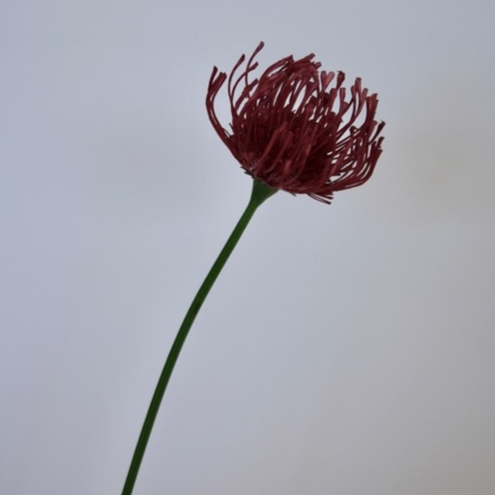 PROTEA CERES | FUCHSIA | 58 CM