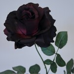 ROOS | BORDEAUX | 75 CM