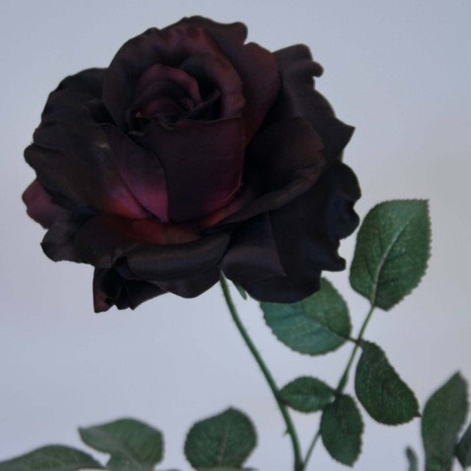 ROSE GEORGE | BURGUNDY | 75 CM