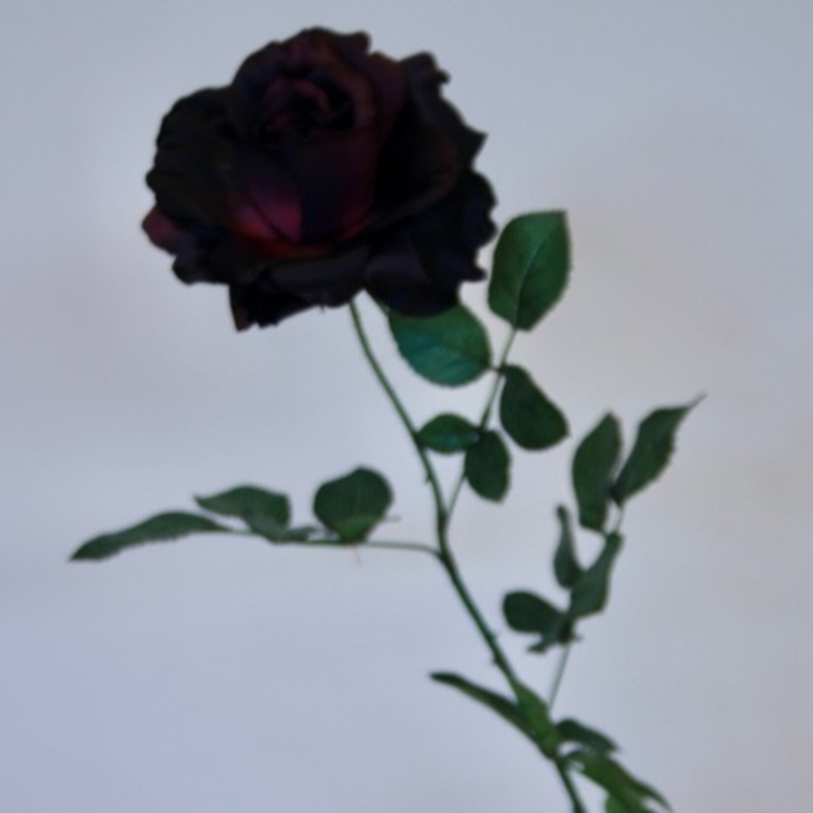ROSE GEORGE | BURGUNDY | 75 CM