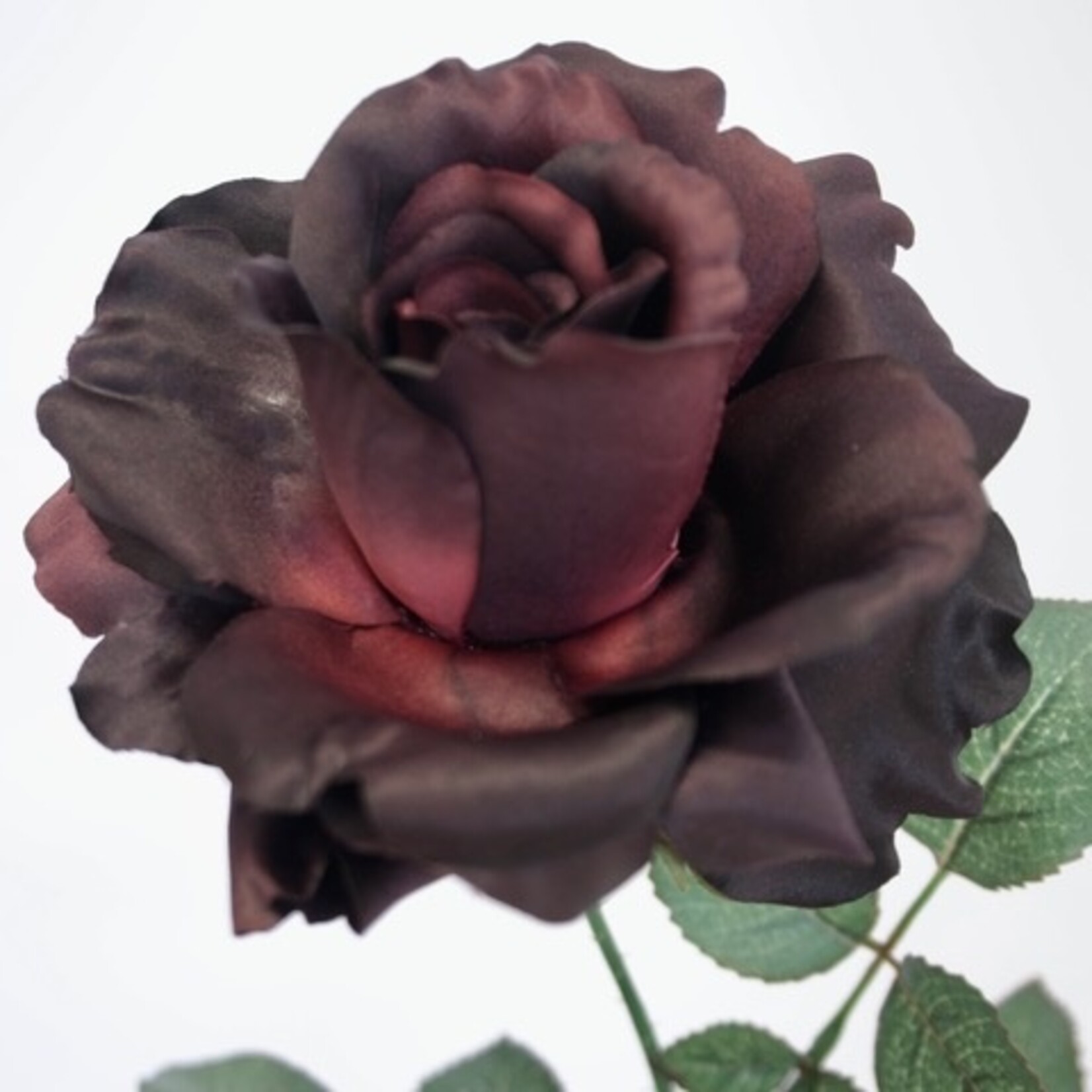 ROOS  GEORGE| BORDEAUX | 75 CM