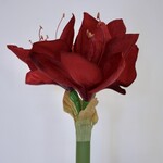 AMARYLLIS | RED | 65 CM