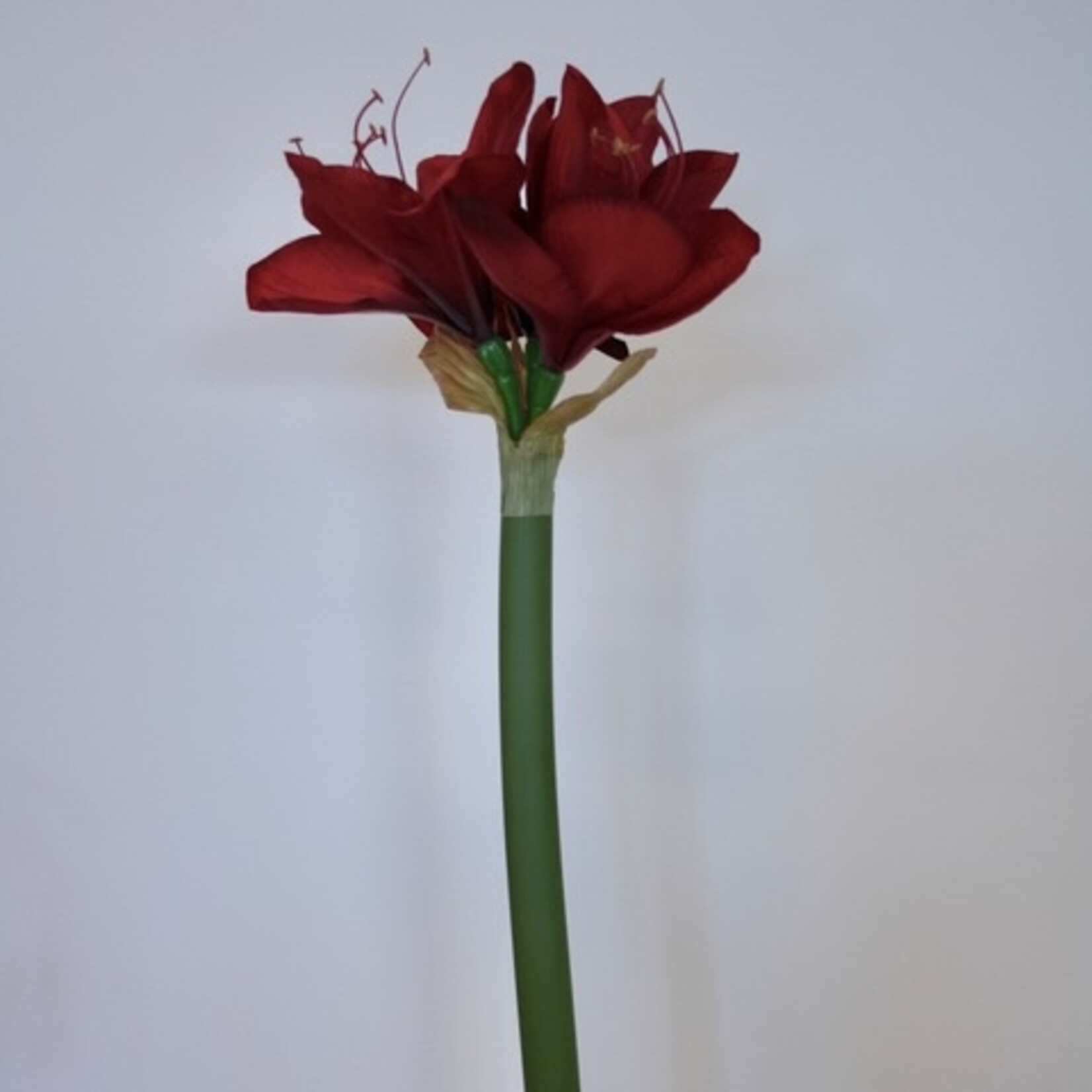 AMARYLLIS RED LION | ROOD | 65 CM