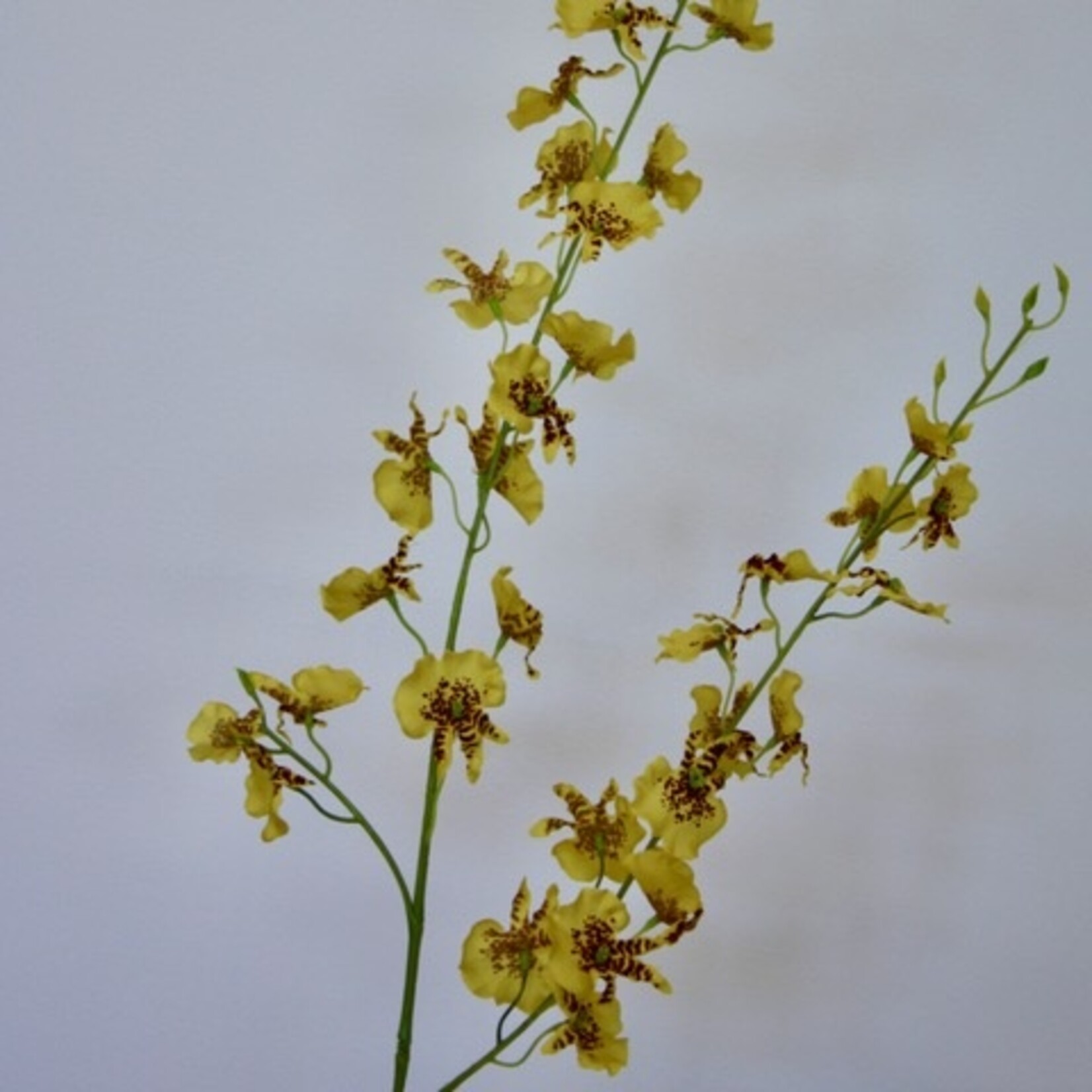 TIJGER ORCHIDEE | GEEL | 87 CM
