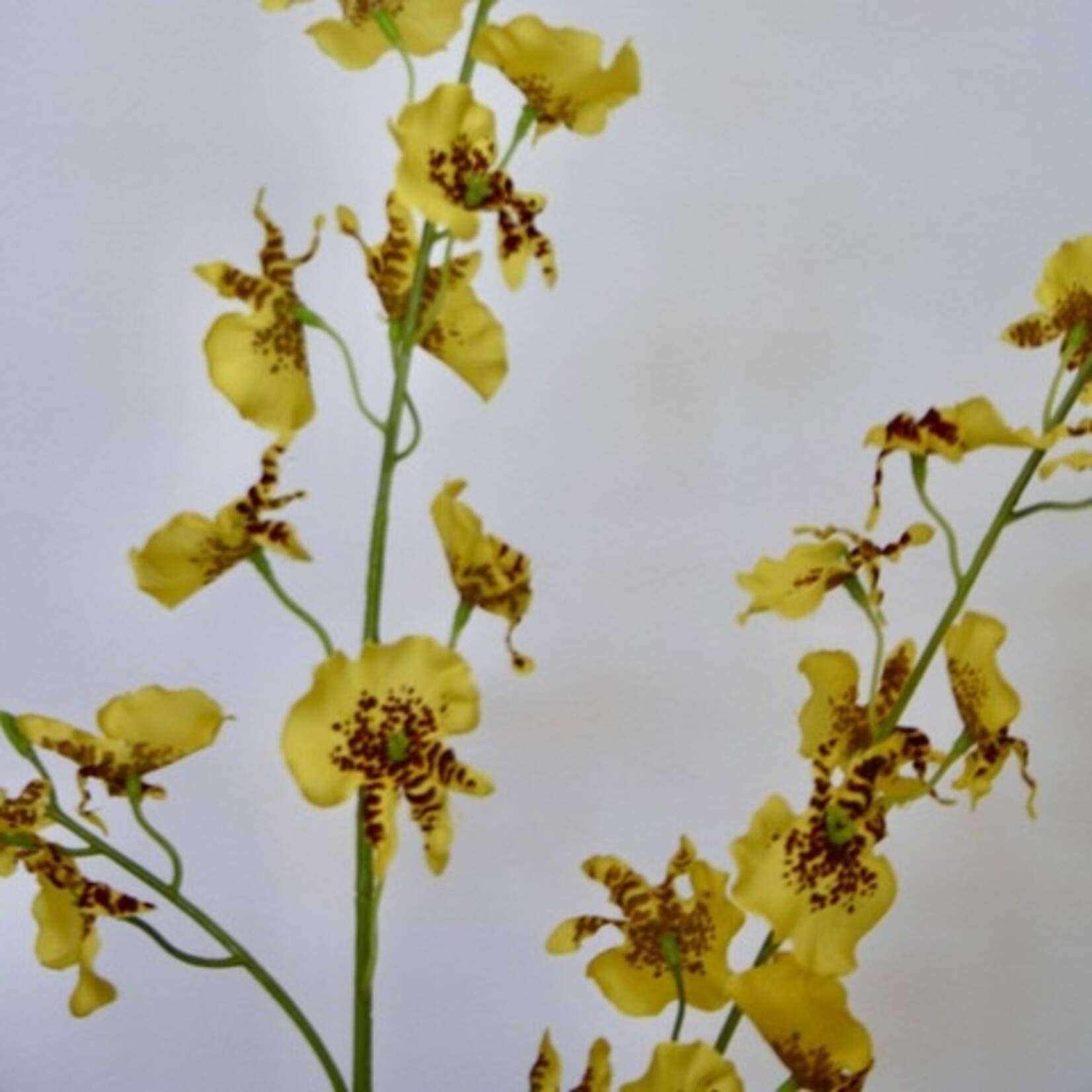 TIJGER ORCHIDEE | GEEL | 87 CM