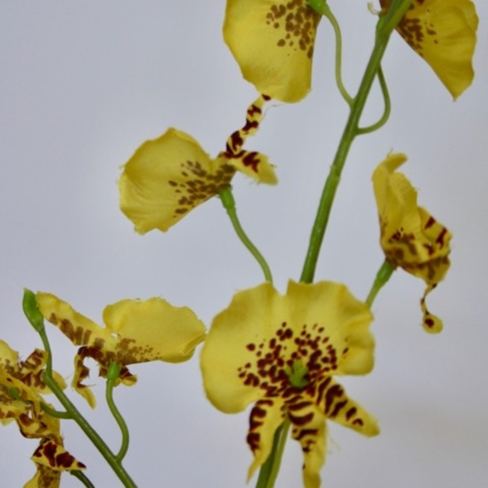 TIJGER ORCHIDEE | GEEL | 87 CM